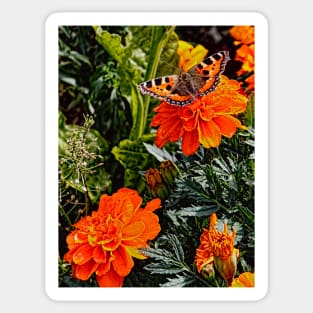 The Small Tortoiseshell Butterfly on a Marigold Sticker